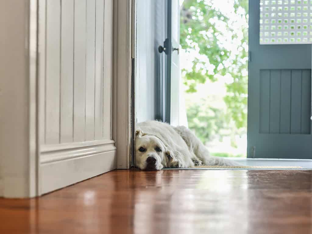 Dog lying on wooden floor near open door, relaxing.